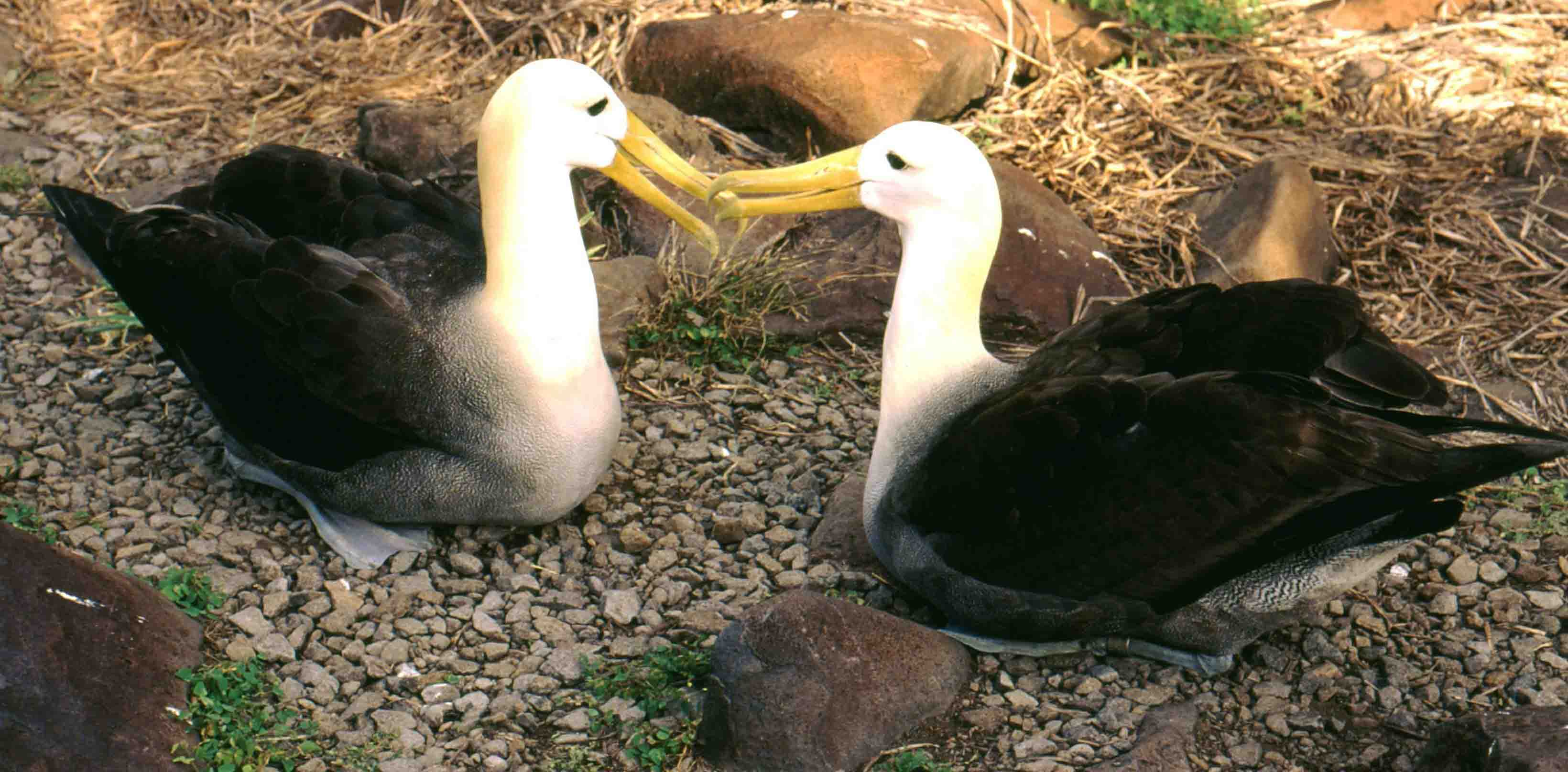 Albatross pair.jpg
